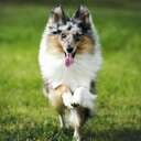 ROCCAM